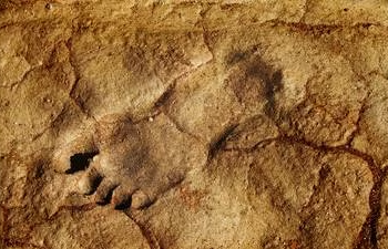 Descubren las huellas humanas más antiguas que se hayan encontrado en Alemania