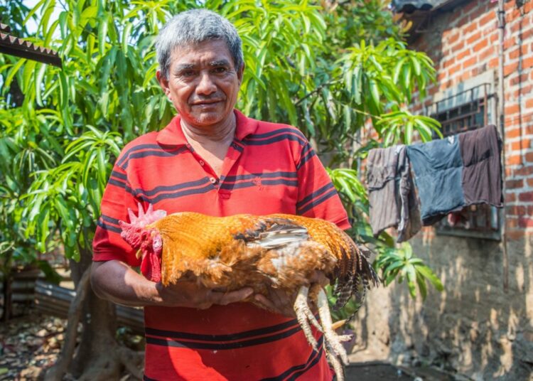 El país se mantiene libre de la influenza de aviar