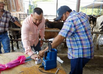 Autoridades supervisan jornada de transferencia de embriones en bovinos