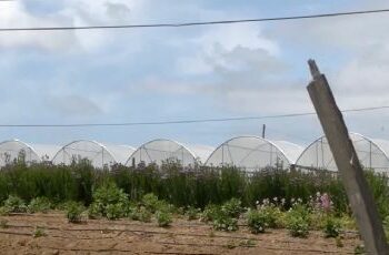 Rescatan a migrantes que vivían en un vivero abandonado, pagaban 2 mil dólares de renta en California