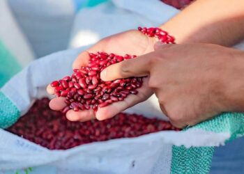 Productores de granos básicos podrán acceder a programa de apoyo para incrementar cosechas