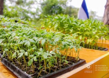 Tejido Social desarrolla huertos comunitarios en Parque Ecológico Samaria, en Nejapa