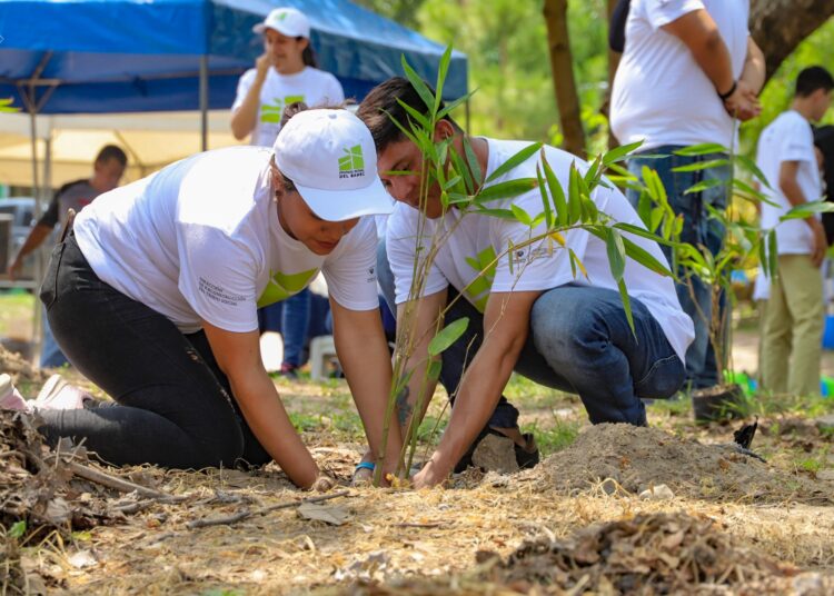 MAG inicia Programa Nacional del Bambú
