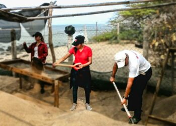 MARN prepara vivero especial para tortugas marinas