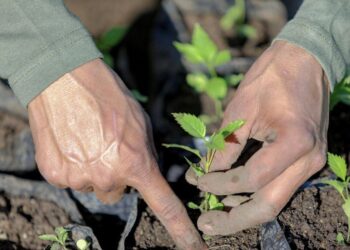 MOP y Fovial Verde sembrarán más de 2,000 árboles en la Ruta de Las Flores