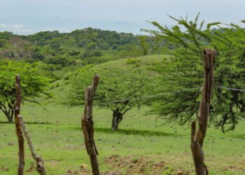 MAG incrementa la producción de cosechas y alimentos