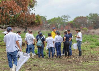 MAG fortalece el plan regional de control contra la langosta