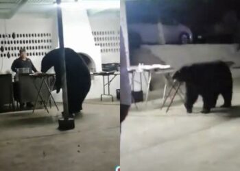 (VIDEO) Oso se cuela a fiesta de Nuevo León y se come la cena
