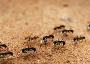 Los insectos huyen a zonas más altas por el aumento de temperatura y esto desató todo un caos