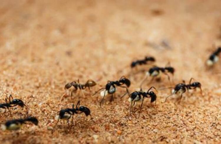 Los insectos huyen a zonas más altas por el aumento de temperatura y esto desató todo un caos
