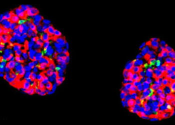 Hackean células humanas y las usan para revertir la diabetes en ratones