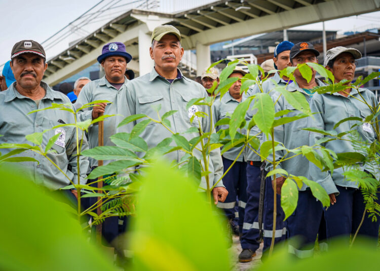 Alcaldía de San Salvador plantará 30 mil árboles