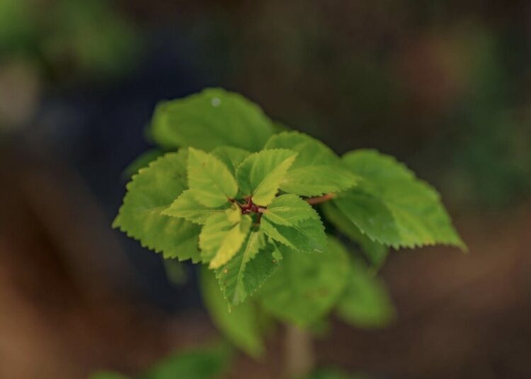 Inician fase II del programa Árboles Para El Salvador