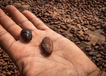 MAG acompaña a los cafetaleros para que obtengan mejor cultivo