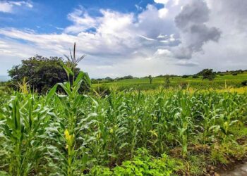 MAG aumenta cantidad de semilla certificada de maíz
