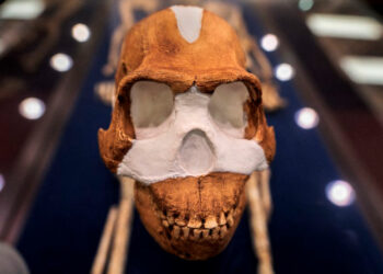 Misteriosa especie extinta enterraba a sus muertos 100.000 años antes que nosotros