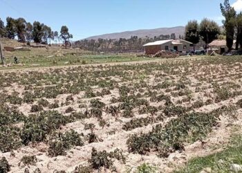 Declaración de desastre en Bolivia por heladas que destruyen cultivos