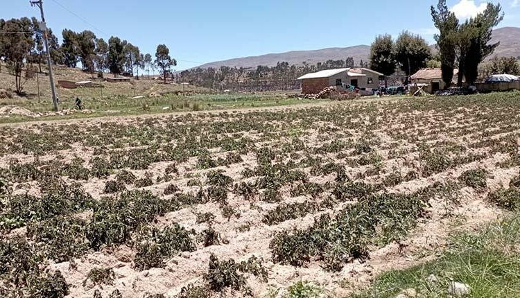 Declaración de desastre en Bolivia por heladas que destruyen cultivos