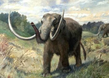 Caminaba por la playa y encontró el diente de un Mastodonte de más de 10 mil años de antigüedad