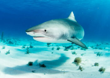 Un equipo de rodaje de Netflix es atacado por tiburones tigre