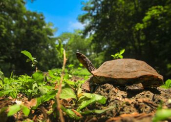 FOTOS | MARN libera especies de fauna silvestre