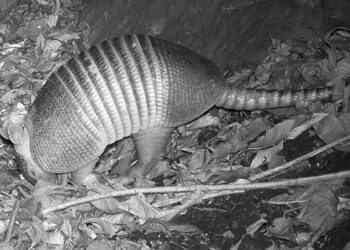 Cámaras trampa captan animales exóticos en La Paz 