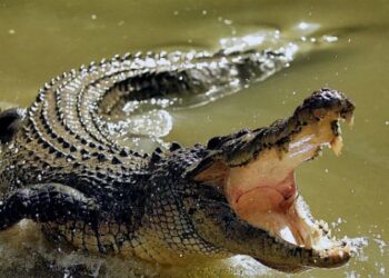 Descubren que cocodrilos hembras pueden reproducirse sin machos