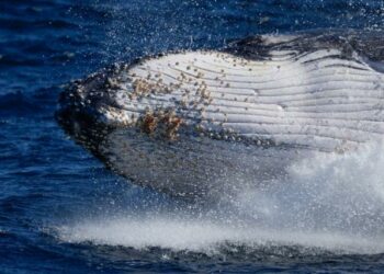 (VIDEO) Ballena jorobada traga a dos turistas que remaban en kayak y luego las escupe
