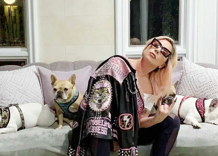 Lady Gaga se niega a pagar la recompensa por recuperar a sus perros