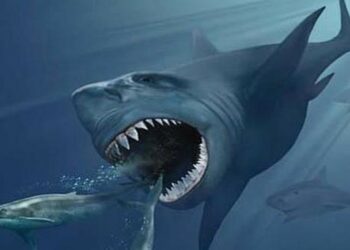 Descubren la posible causa de la extinción de megalodón