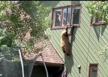 Un oso entra a una casa por la ventana y se roba las chuletas del refrigerador