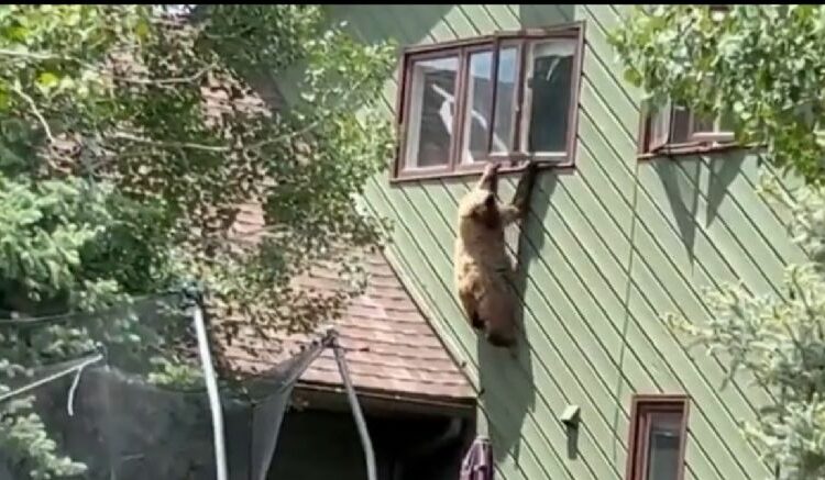 Un oso entra a una casa por la ventana y se roba las chuletas del refrigerador