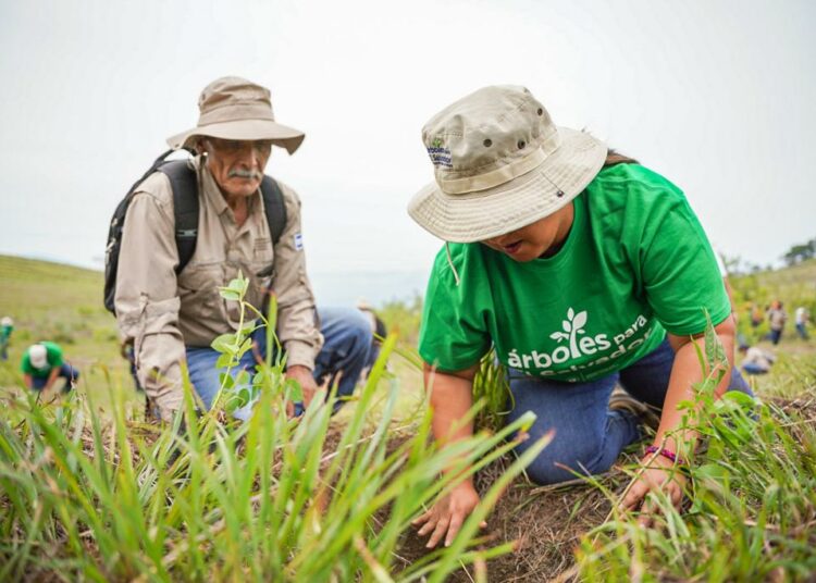MARN inicia segunda fase del plan de reforestación Árboles para El Salvador