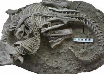 Descubren que un fósil de hace 125 millones de años escondía una lucha feroz entre un mamífero y un dinosaurio