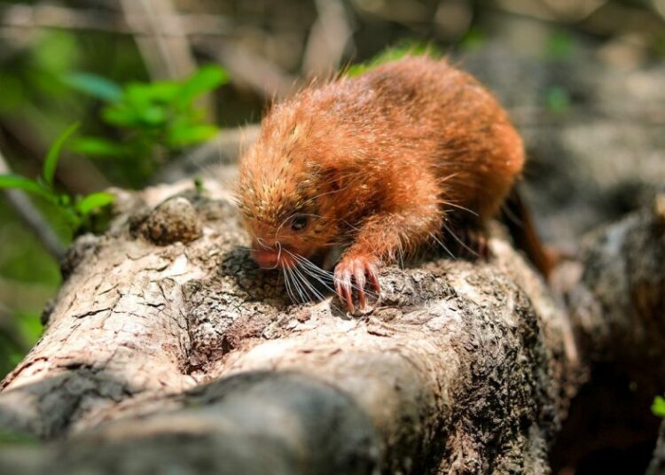 MARN libera 300 animales en áreas naturales protegidas