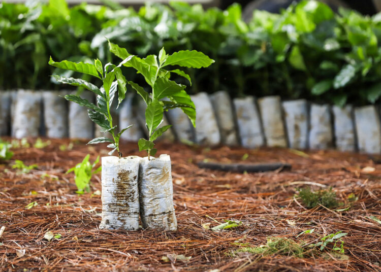 MAG entrega más de un millón de plantas de café