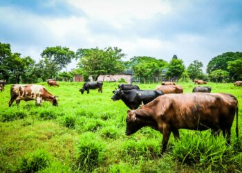Autoridades lanzan proyecto que fortalecerá la ganadería en el país