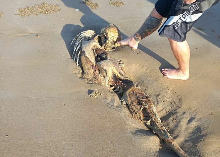 Los restos de una misteriosa criatura parecida a una «sirena» hallados en una playa desconciertan a los internautas