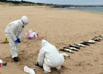 Unos 2.000 pingüinos aparecen muertos en costas de Uruguay