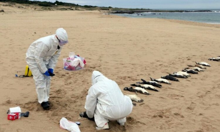 Unos 2.000 pingüinos aparecen muertos en costas de Uruguay