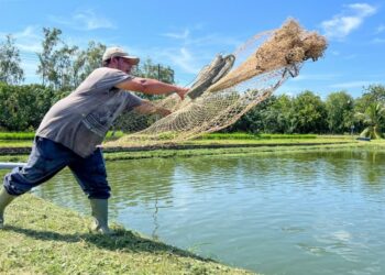 MAG promueve consumo de tilapia en el país