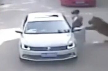 (IMAGENES FUERTES) Captan el ataque de un tigre que devora a una mujer en un safari de China