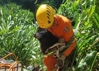 Bomberos rescatan a una perrita en una quebrada de 20 metros de profundidad