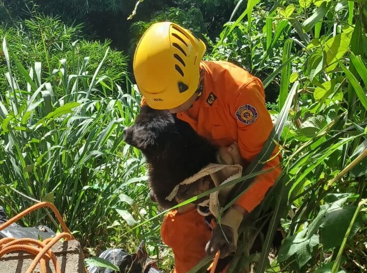 Bomberos rescatan a una perrita en una quebrada de 20 metros de profundidad