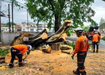 Protección Civil retira árboles que cayeron en la colonia Layco por las lluvias de anoche