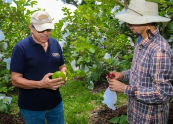 Ganaderos y agricultores reciben ayuda para diversificar y lograr mayor rentabilidad