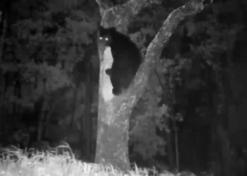 (VIDEO) Un oso persistente logra darse un festín con una colmena de abejas