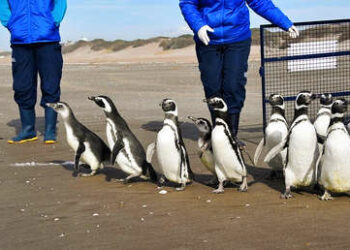 (VIDEO) Pingüinos rescatados del plástico y el petróleo regresan al mar en Argentina