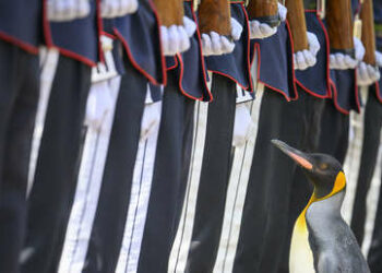 Un pingüino es ascendido al tercer rango más alto de las Fuerzas Armadas de Noruega
