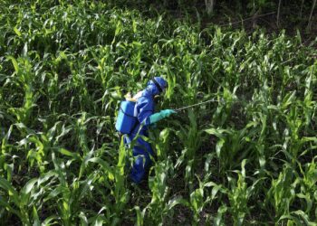 MAG protege más de 1,500 mz de cultivos de maíz con fumigación